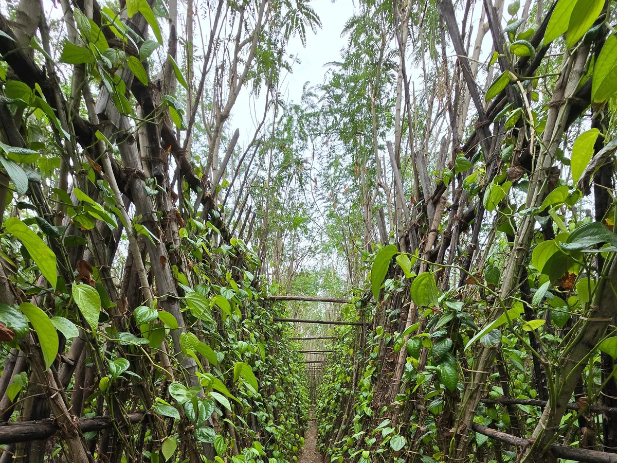 Green betel vines growing in a shaded farm