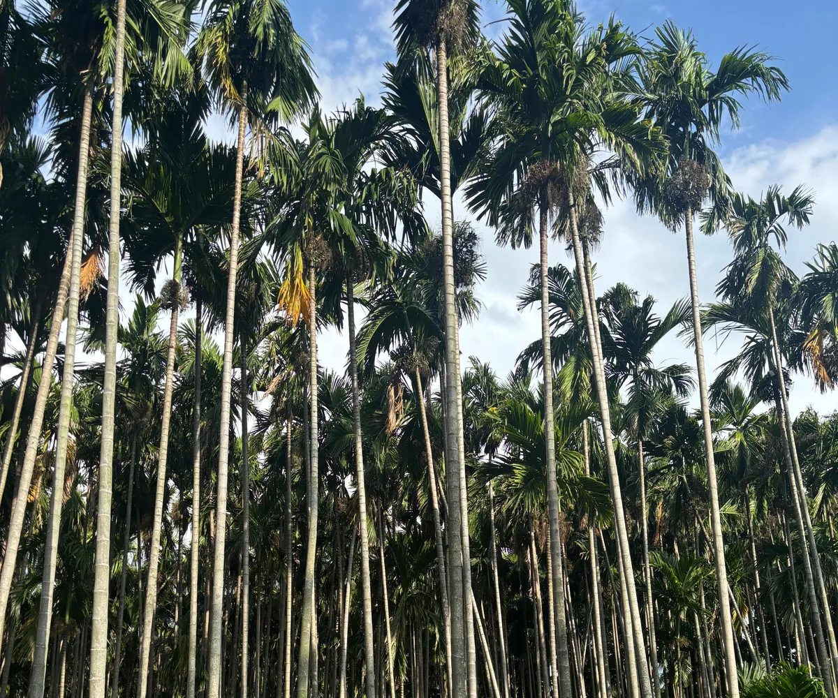 Sunlight falling through a lush grove of palms
